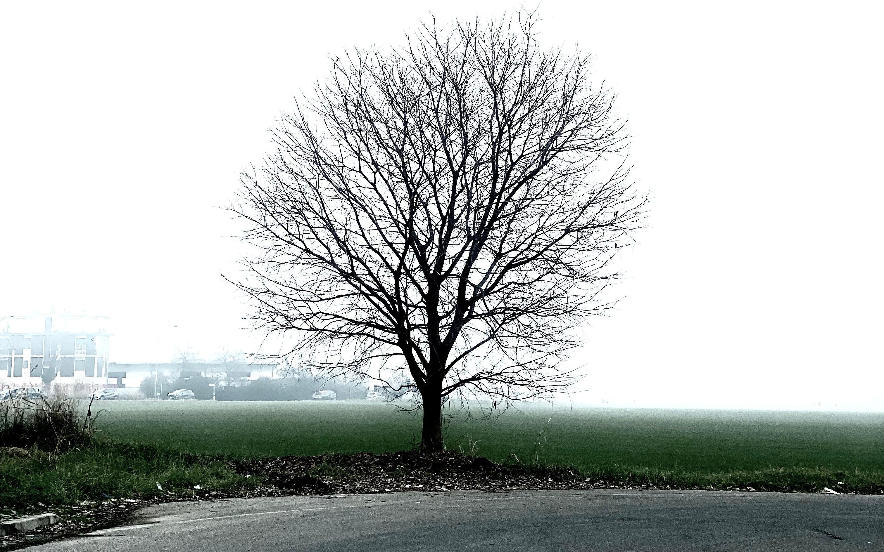 Albero
